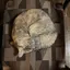 shuのプロフィール画像