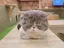 こはるのプロフィール画像