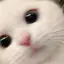 まほのプロフィール画像