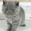 にゃーごのプロフィール画像