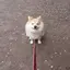 ミサトのプロフィール画像