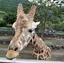 庵のプロフィール画像