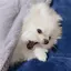 ほわわのプロフィール画像