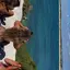 seaのプロフィール画像