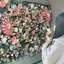 ゆずのプロフィール画像