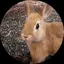 たらみのプロフィール画像