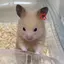 あにょんのプロフィール画像