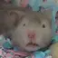 ます寿司のプロフィール画像