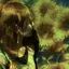 レイアのプロフィール画像