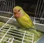 risaのプロフィール画像