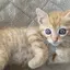 りのプロフィール画像