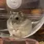 永梨香のプロフィール画像