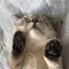 こねぎのプロフィール画像