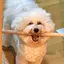 モモのプロフィール画像
