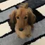 akcのプロフィール画像