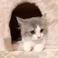 Sahoのプロフィール画像