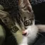 Suuのプロフィール画像