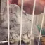 ちゃのプロフィール画像