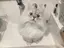 tomoeのプロフィール画像