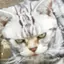 さとこのプロフィール画像