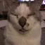 ちはるのプロフィール画像