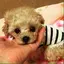 アロのプロフィール画像
