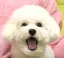 いぬみのプロフィール画像