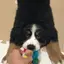 はなのプロフィール画像
