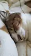 猫好きのプロフィール画像