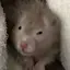 ぱえのプロフィール画像