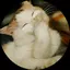 ひよんちょのプロフィール画像