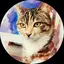 みみのプロフィール画像