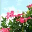 ancoのプロフィール画像