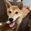 松風のプロフィール画像