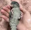 かほのプロフィール画像