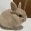 Ruby_bunnyのプロフィール画像