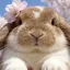 olive☆のプロフィール画像