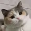sのプロフィール画像