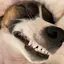 のらのプロフィール画像