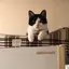 ばるのプロフィール画像