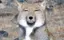 ピーコのプロフィール画像