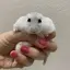 hugbearlotsoのプロフィール画像