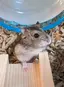 しおんのプロフィール画像