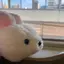 ヤムっぺのプロフィール画像