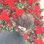 風香のプロフィール画像