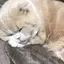 mのプロフィール画像