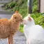 えびりんのプロフィール画像