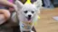 ARISAのプロフィール画像