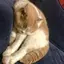 はるのプロフィール画像