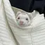 AYUのプロフィール画像